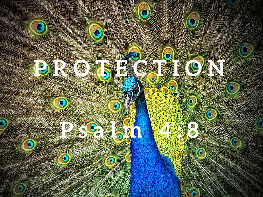 Psalm 4:8